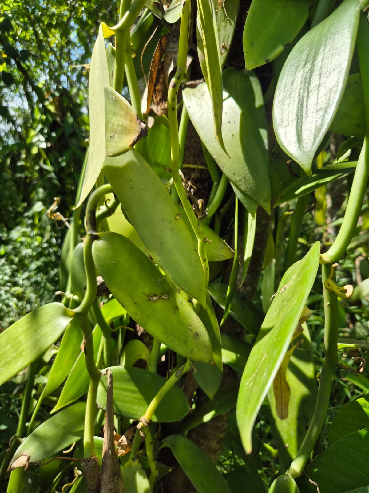 Thick green vanilla leaves and young pods