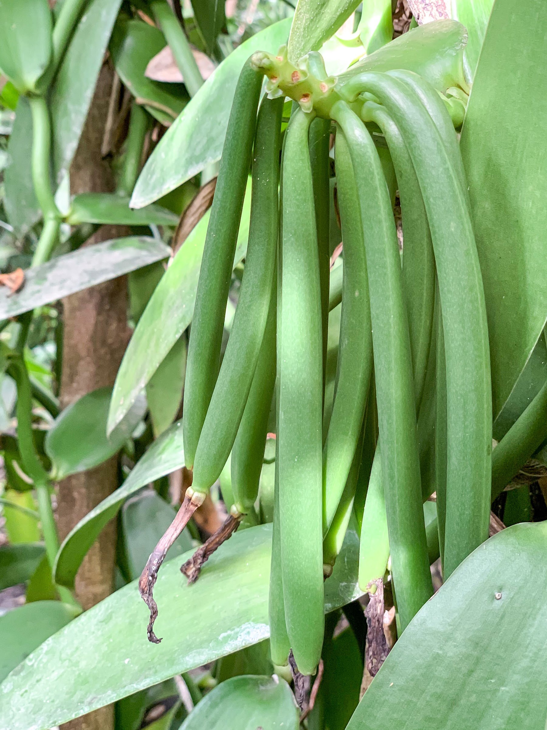 A bunch of green vanilla pods on the vine at the farm