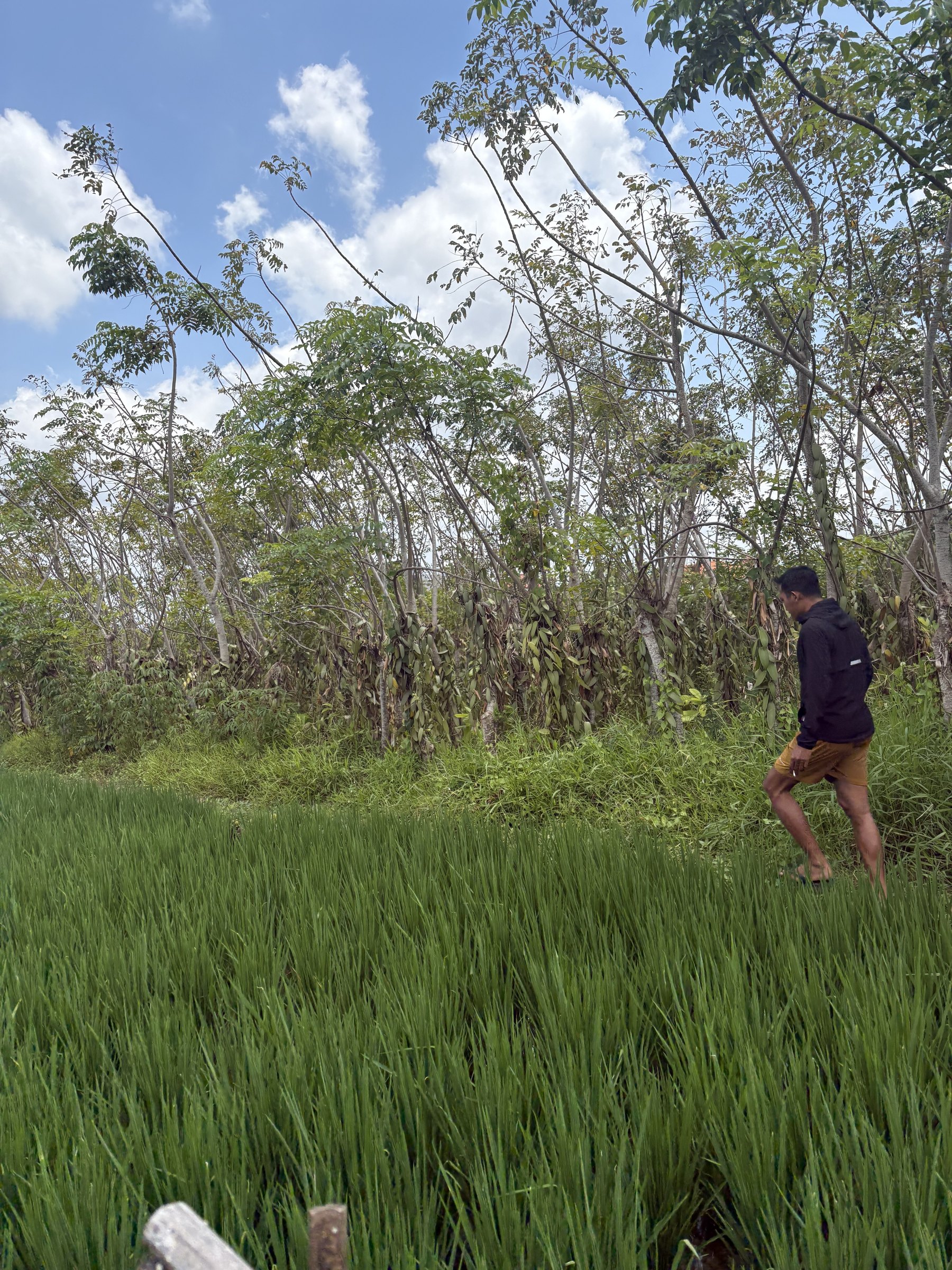 Gustu walking ahead along the rice field to the vanilla garden