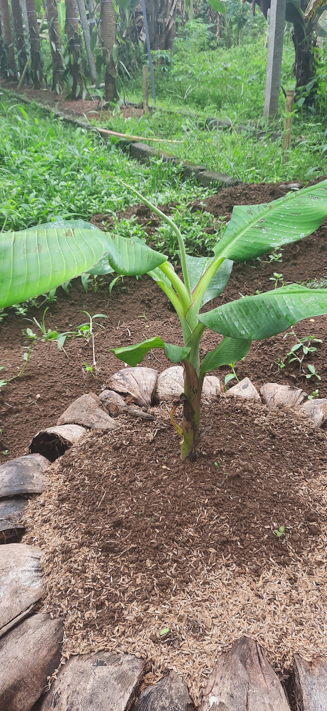 A young banana plant giving shade in the garden