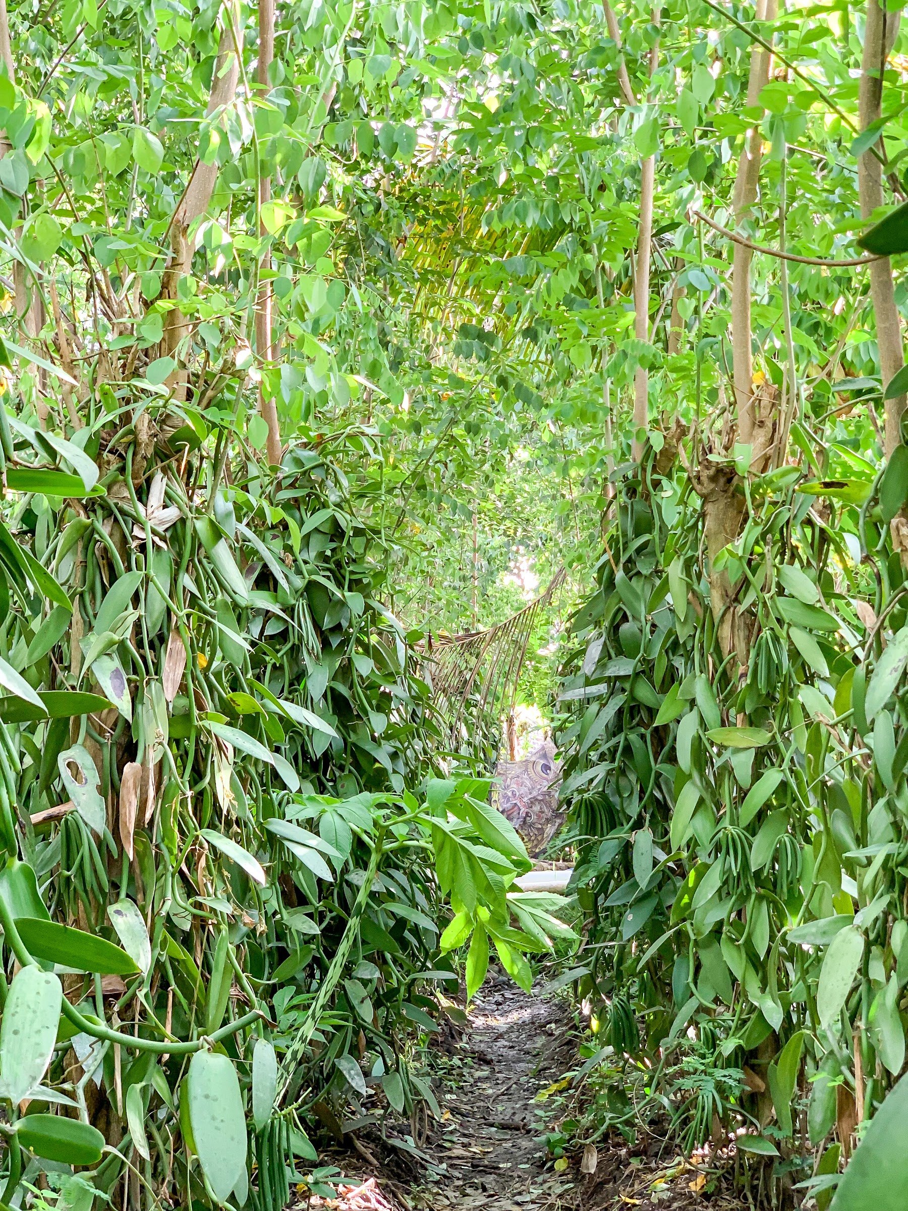 A narrow path between rows of vanilla vines