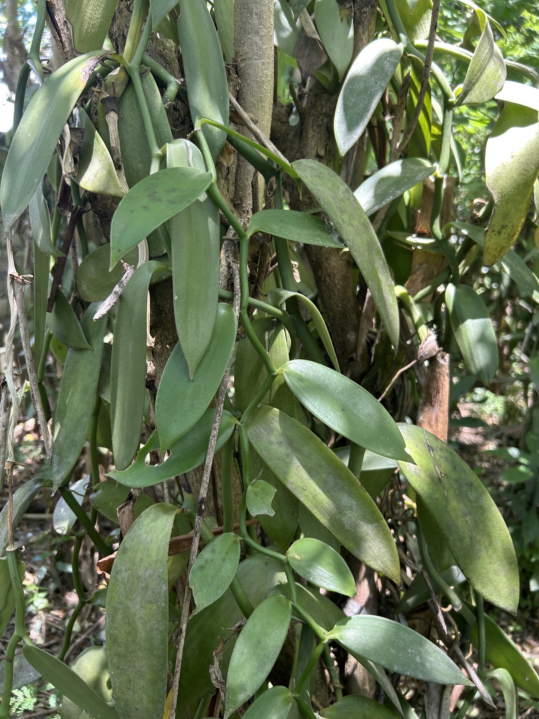 Vanilla vines growing between young trees in the garden