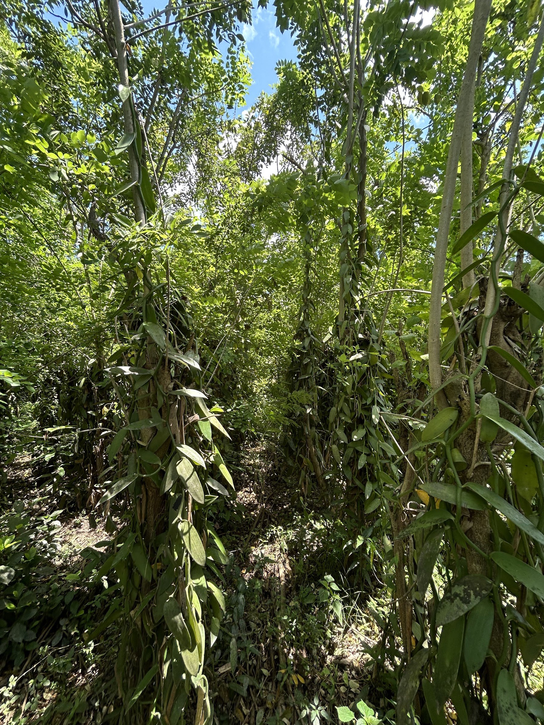 Vanilla vines on the dadap shade trees in the dry season