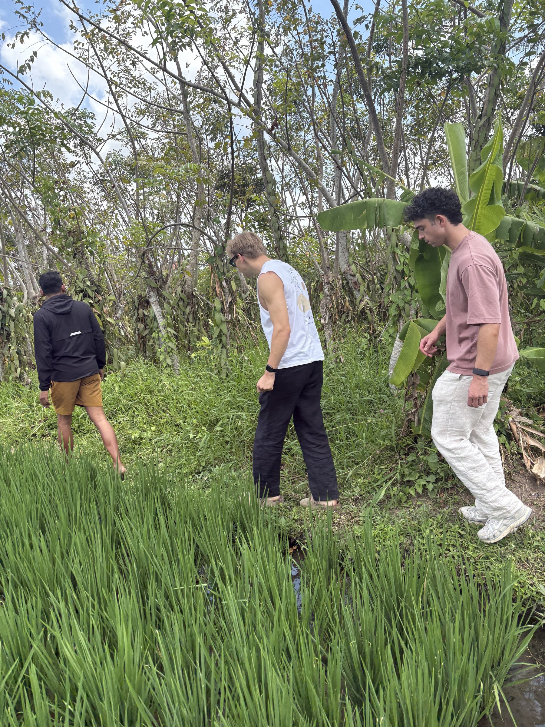 Gustu walking visitors along the rice field to the vanilla garden