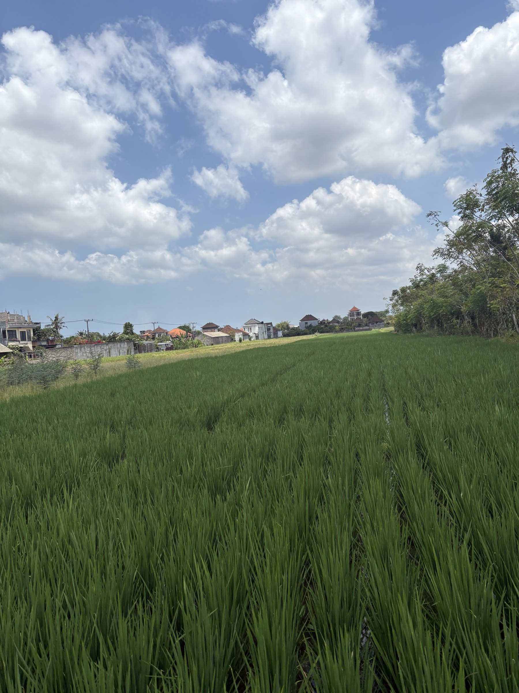 Green rice fields next to the farm under a big sky