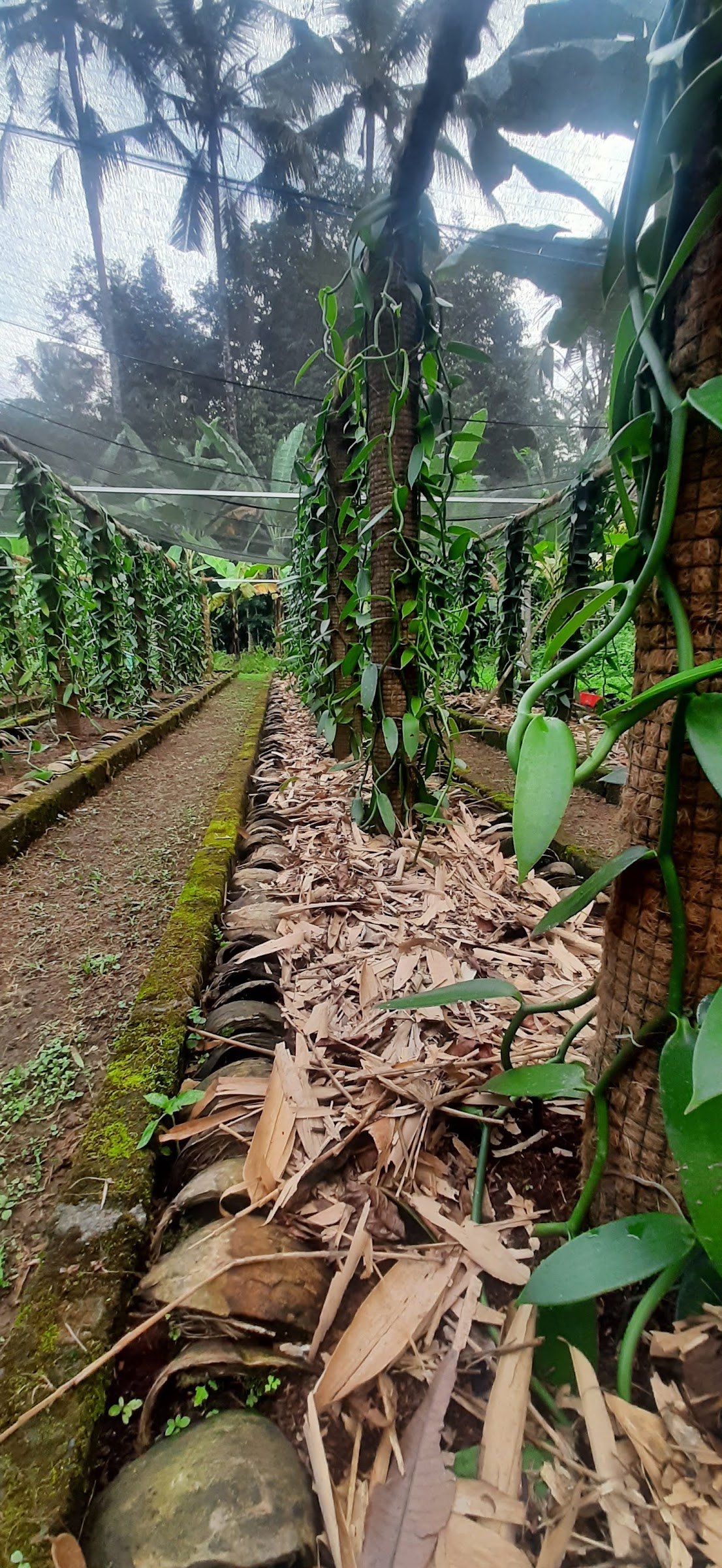 Young vanilla vines growing up posts under a shade net