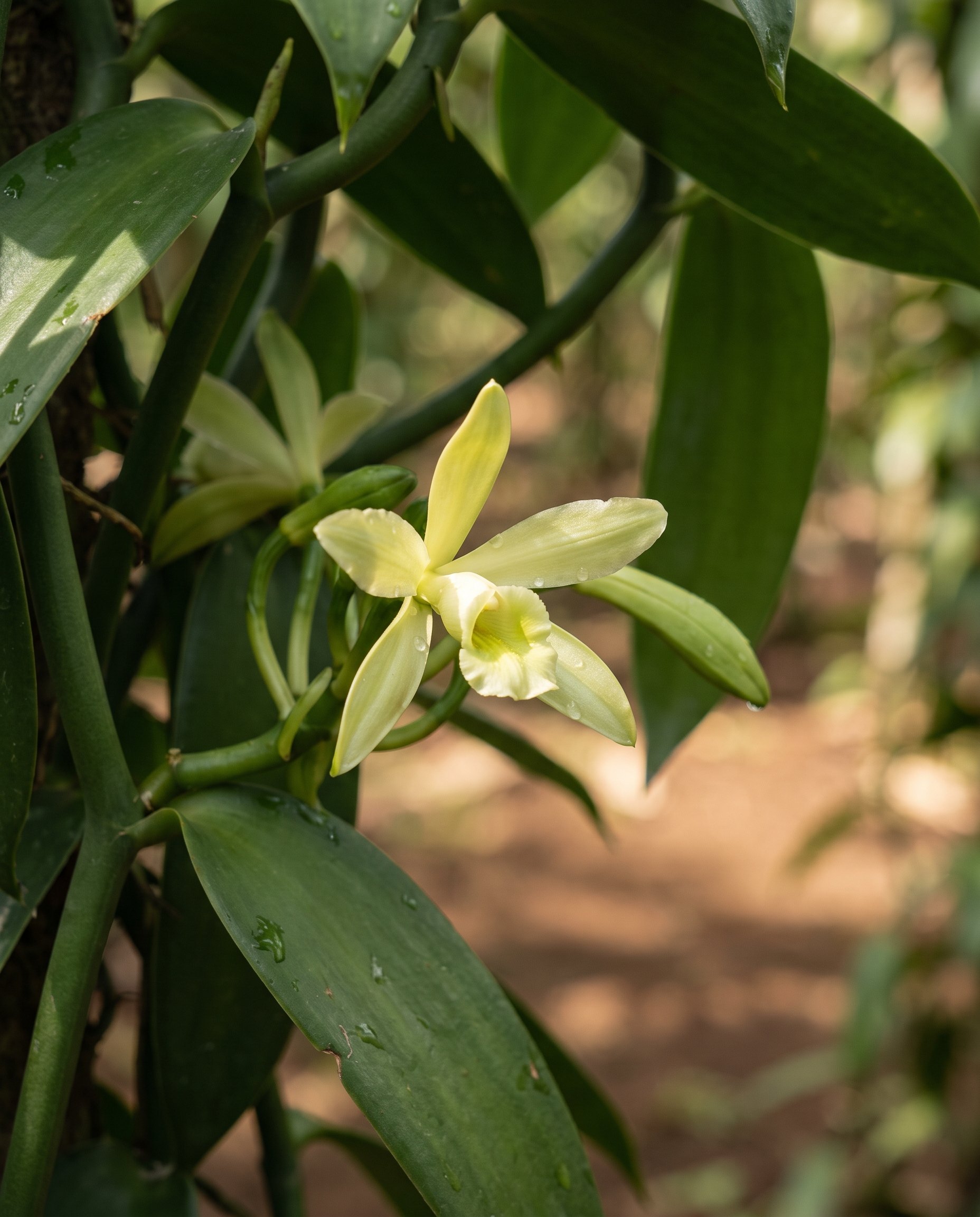 An open vanilla orchid flower